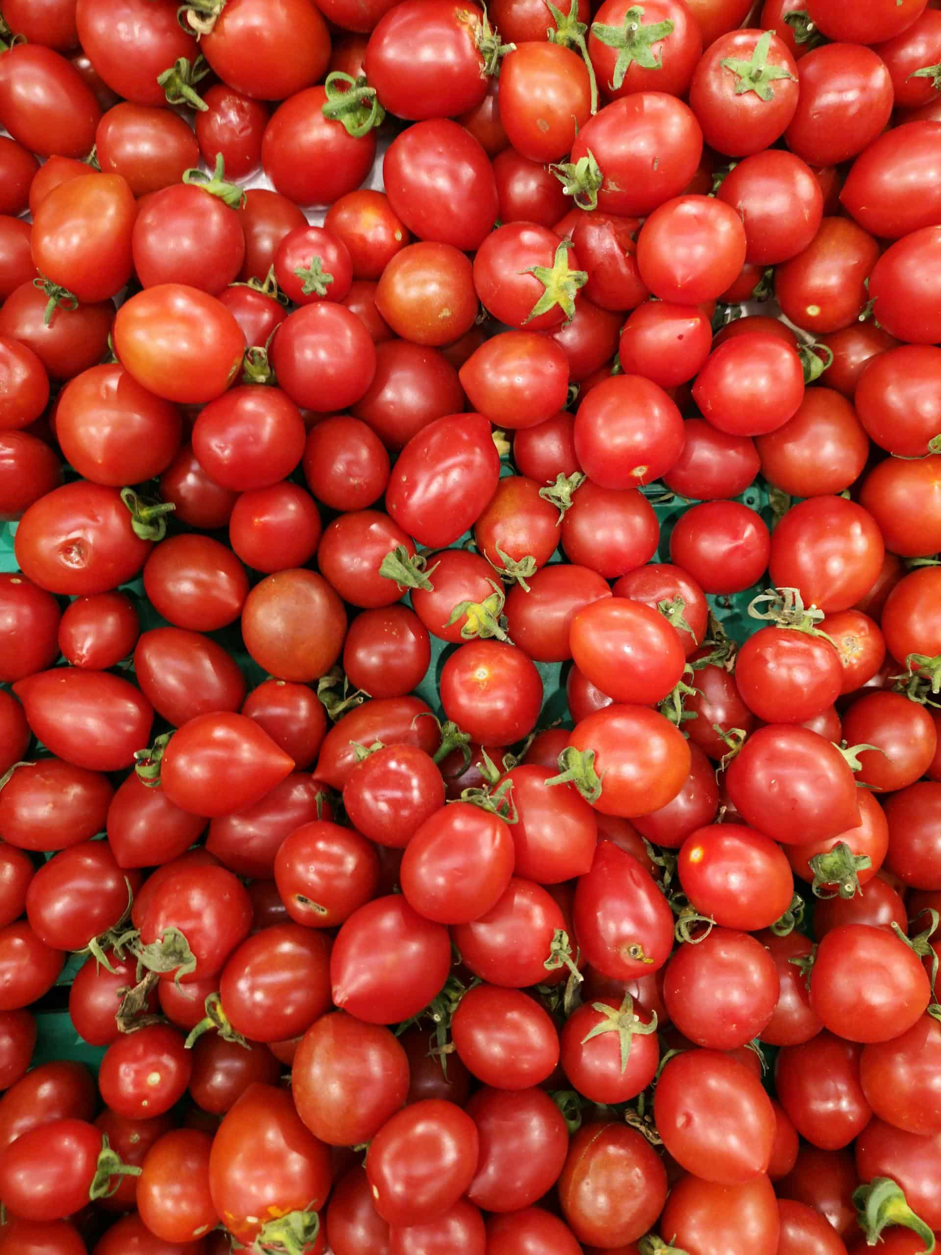 A top-down view of a vibrant pile of freshly harvested red tomatoes, displaying natural brilliance and freshness.