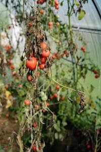 How to Prune Tomato Plants for Massive Yields