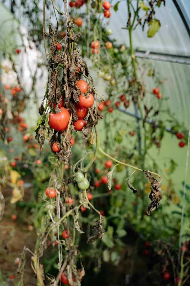Close-up of ripe tomatoes growing in a greenhouse with natural light.