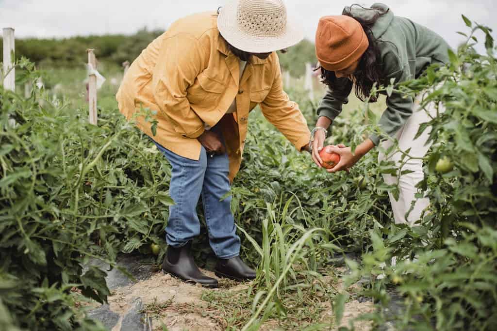 Side view of unrecognizable ethnic female gardeners in casual clothes and hats harvesting ripe vegetables in green plantation