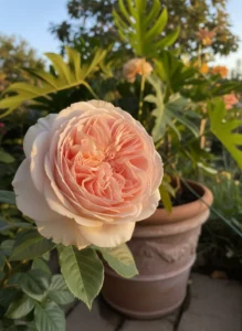 How to Buy David Austin Roses Outside the UK and Grow Them in Brazil